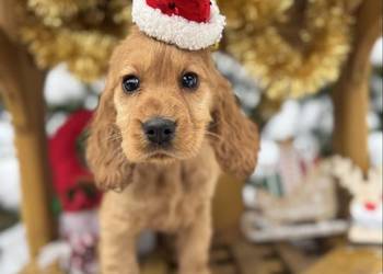 Piękny Cocker Spaniel Angielski piesek sunia z rodowodem wielopokoleniowym