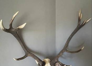 Sprzedam wieniec jelenia