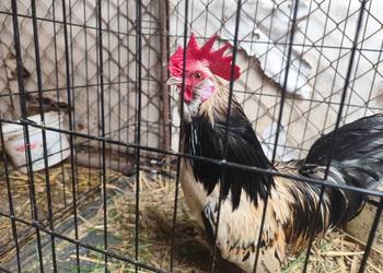 Porządne koguciki Czwerek – zahartowane, gotowe do nowego domu