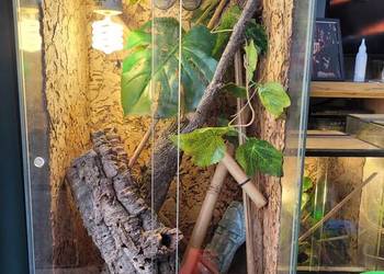 3x terrarium felsuma madagaskarska