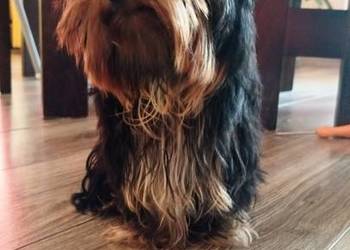 Yorkshire terrier piesek 2kg