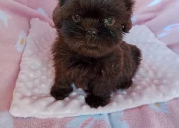 Piesek shih tzu czekoladowy