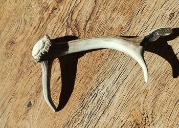 Unikalny Parostek Sarny – Perełka dla Twórców i Kolekcjonerów!