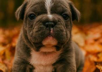 Buldog francuski blue Aktualne Buldog francuski blue Aktualne