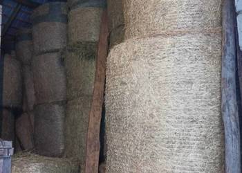 Siano w belkach 120x130