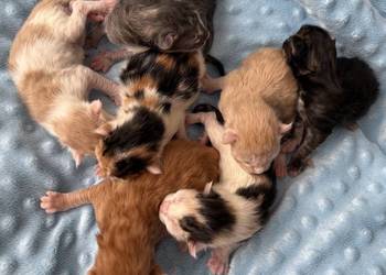 Maine Coon do rezerwacji