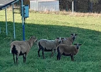 Sprzedam owce kamerunki