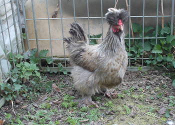 Kury miniaturki - Jedwabiste, kurka niebieska, kogucik żółty; kura, kogut