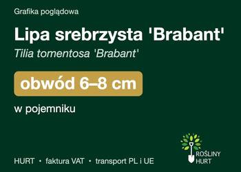 Lipa srebrzysta 'Brabant' obwód 6-8 cm, w pojemniku – HURT