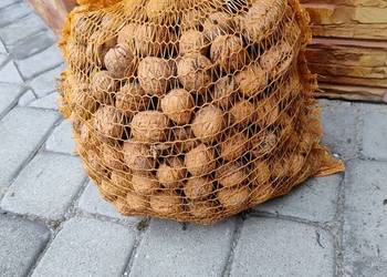 Sprzedam 30 kg orzechów włoskich z zbiorów 2025r