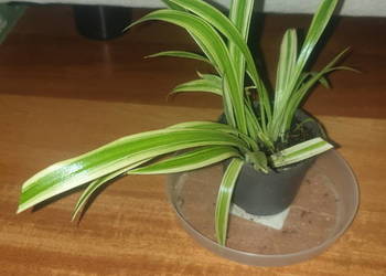 Mała zielistka Mała zielistka