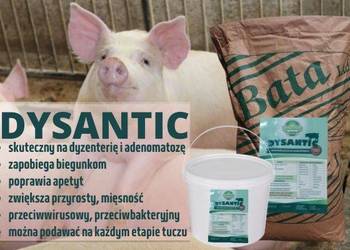 DYSANTIC 25 kg na dyzenterię, adenomatozę u trzody STOP BIEGUNKOM