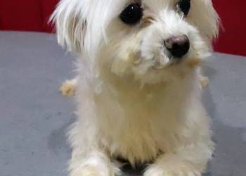 Maltańczyk suczka 2.5 letnia