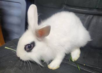 Króliczek miniaturka chłopczyk Króliczek miniaturka chłopczyk