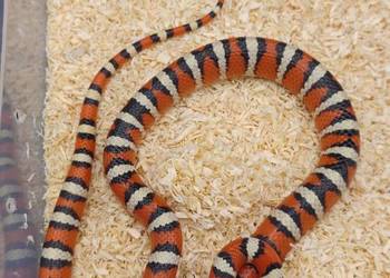 lampropeltis pyromelana woodini samiec