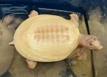 Żółwiaka chiński albino (Pelodiscus sinensis)