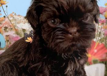 Do odbioru czekoladowy piesek rasy Shih-Tzu