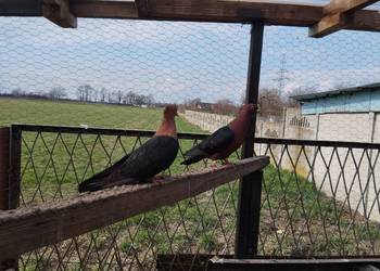 GILE miedziane,samiczki