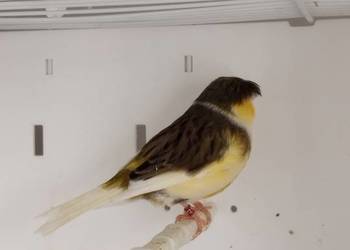 Kanarki Gloster Para