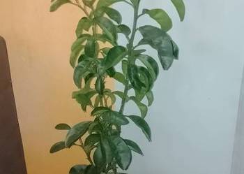 Drzewko mandarynki polecam