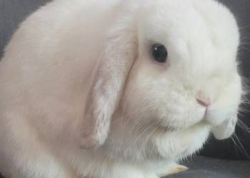 Karzełek Mini Lop okazja