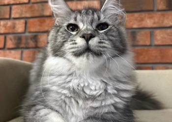 Maine Coon - Kotka Mia
