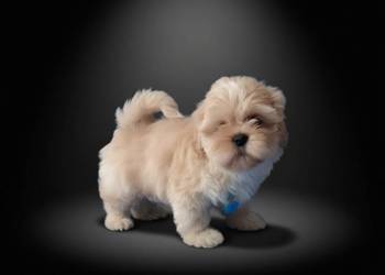 Ostatni piękny piesek Shih -Tzu szuka domku