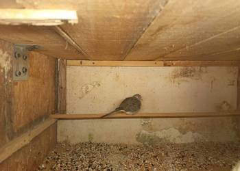 Sprzedam gołąbka diamętowego