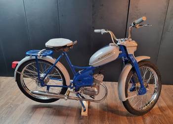 Komar sztywniak 2320