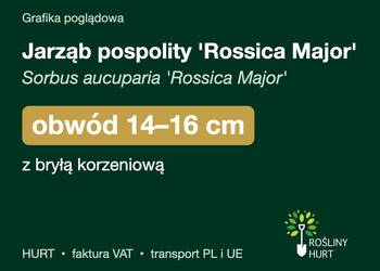 Jarząb pospolity 'Rossica Major' obwód 14-16 cm, z bryłą – HURT
