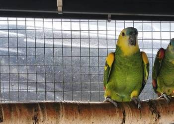 Amazonki niebieskoczelne para lęgowa