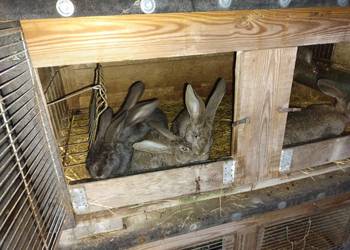 Samiczki olbrzym belgijski