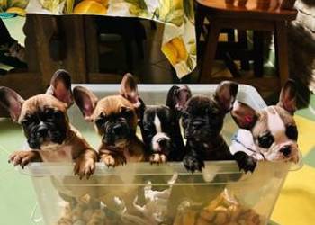 Szczeniaki buldoga Francuskiego