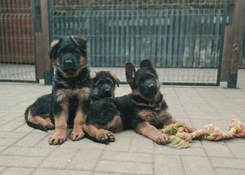 Owczarek Niemiecki,  szczenięta,  rodowód FCI,  zagraniczne krycie