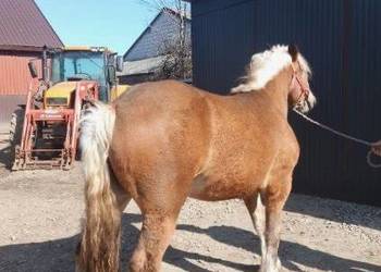 Źrebica zimnokrwista