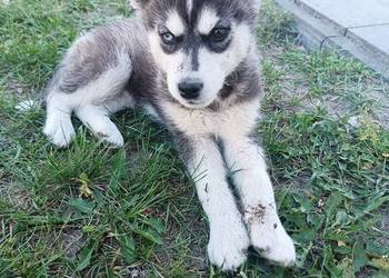Szczeniak Husky Syberian szczeniaki Husky syberyjski