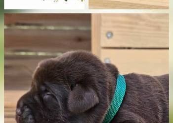 Labrador retriever piesek pieski mały czekoladowy brązowy samiec CEKIN