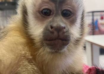 Małpa kapucynka czubata samiec