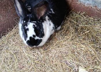 Sprzedam króliki zwykłe mięsne