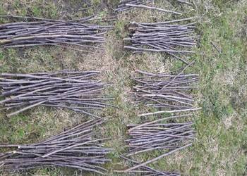 Ekologiczne patyki dla gryzoni, jabłoń, śliwa, wierzba,  wiśnia; 500 g