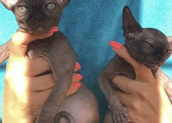 Pilna adopcja Kocurka • Dostępny! już po kastracji. Warszawa (*Transport)