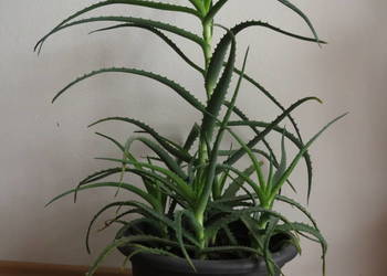 Aloes, 70 cm, sukulent