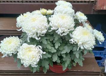 Chryzantemy sprzedam - producent