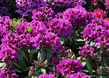 Różanecznik Azurro/Rhododendron 'Azurro C5