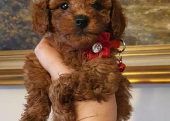 Pudel Toy red śliczna suczka