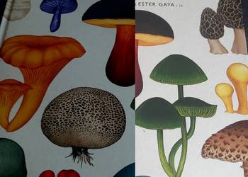 Książka o grzybach