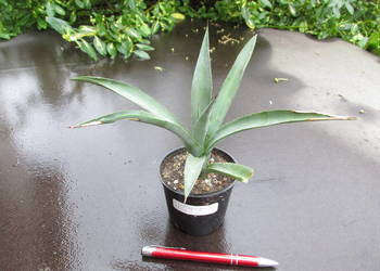 Agave macroacantha Blue - agawa kolekcjonerska - duża sadzonka