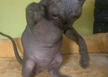 Sfinks Kanadyjski. Do odbioru kocurek. Rodowód