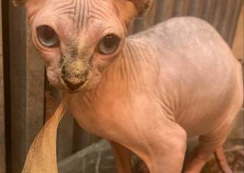 Sfinks Kanadyjski. Rezerwacja kotki.