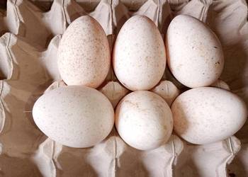 Jaja lęgowe indycze